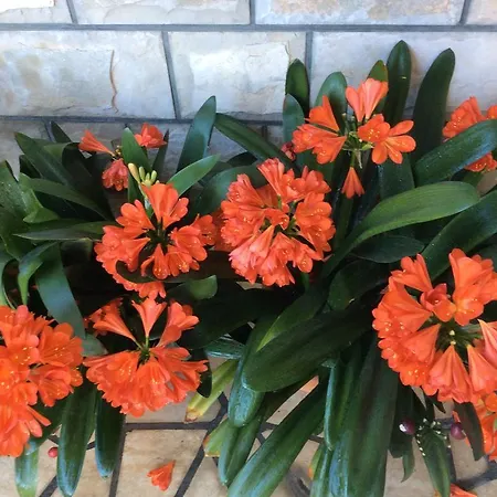 Apartment&rooms Marijo Dubrovnik